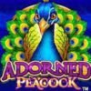 Adorned Peacock